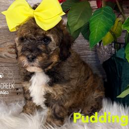 Pudding - Sable female Bernedoodle puppy in Heyworth, Illinois from Cobble Creek Puppies