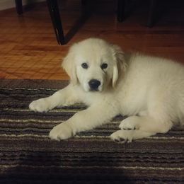 Golden Retriever Puppies from Crowders Creek Goldens