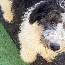 Rocklin - Aussiedoodle puppy from Kiki’s Doodles