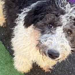 Rocklin - Aussiedoodle puppy from Kiki’s Doodles