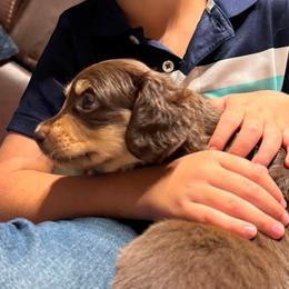 Dachshunds from Steber Family Dachshunds