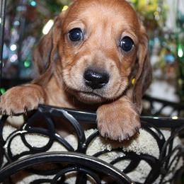 Girl 1 - Red female Dachshund puppy in Craig, Colorado from Rocky Mountain Shih Tzus and Dry Creek Miniature Dachshunds