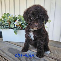Obi-Wan Kenobi - Brown and white male Cockapoo puppy in Fort White, Florida from Jade