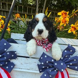 King Hubert - Black white and tan male English Springer Spaniel puppy in Cookeville, Tennessee from Krossroads Kennel