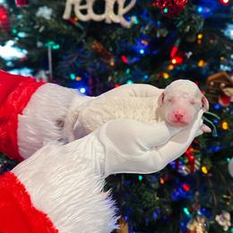 Donner - Cream male Goldendoodle puppy in Montgomery, Texas from Dacus Doodles