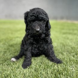 "Twinkle Toes" Goldendoodle Puppies from Simply Doodles Ojai