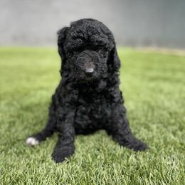 "Twinkle Toes" Goldendoodle Puppies from Simply Doodles Ojai