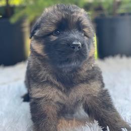 Gala - Sable female German Shepherd puppy in Oakland, Oregon from VHM German Shepherds