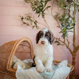 Collins - Parti female Goldendoodle puppy in Inman, South Carolina from Dark Corner Doodles