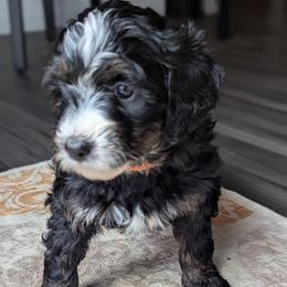 Orange - Tri-color female Bernedoodle puppy in Connecticut from Valley View Doodles