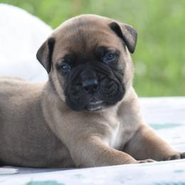 Baron - Fawn male Bullmastiff puppy in Chickasha, Oklahoma from Rustic Lace