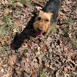 Arizona - Welsh Terrier