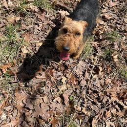 Arizona - Welsh Terrier