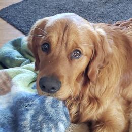 Golden Retrievers from Jack Goettel