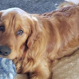 Golden Retrievers from Jack Goettel