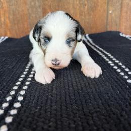 Rio - Blue merle male Aussiedoodle puppy in Eastland, Texas from H5 Mini Doodles