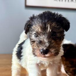 Chase (Dark green) - White and black male Wire Fox Terrier puppy in Knoxville, Tennessee from Wire Hairs of Knoxville