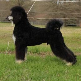 Poodles from Middle Earth Standard Poodles