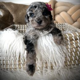 Brittany - Black and silver female Havapoo puppy in from Pink Poodles and Doodles