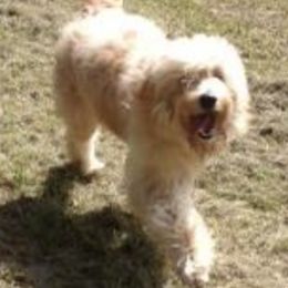 Goldendoodles and Poodles from Goldendoodle Royale