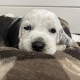 Coal - Black tan and bluetick male Beagle puppy in Jasper, Texas from Beech Grove Beagles