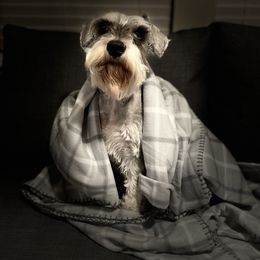 Dondo - Miniature Schnauzer