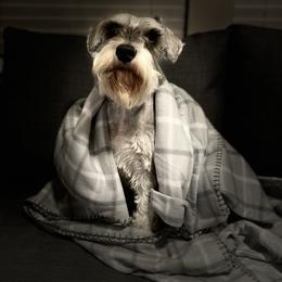 Dondo - Miniature Schnauzer