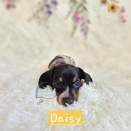 Daisy Black pie smooth girl - Piebald female Dachshund puppy in Herald, California from Bluegum Dachshunds
