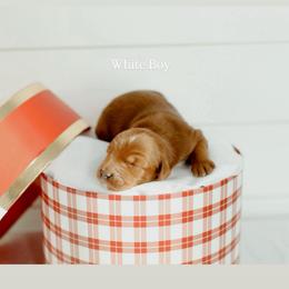 White boy - Red  male Goldendoodle puppy in Rio Linda, California from GoldendoodlePaw