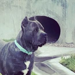 Cane Corso from Bark City Kennels