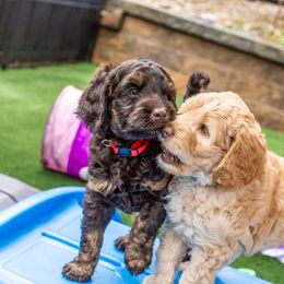 Australian Labradoodle Puppies from Providence Labradoodles, LLC