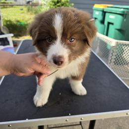 Australian Shepherd Puppies from Starlit Grove Australian Shepherds