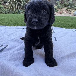 Boy 3 - male Australian Mountain Doodle puppy in Fullerton, California from Emerald Creek Doodles