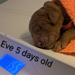 Eve (Tan collar) - Red  female Goldendoodle puppy in Citrus Heights, California from Grandpaw's Golden Doodles