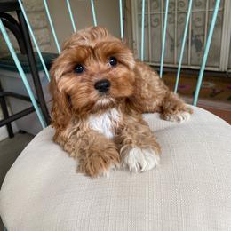 Ofelia - Red female Cavapoo puppy in Phoenix, Arizona from Larisa's Cavaliers