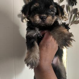 Buzz - Black and tan male Yorkshire Terrier puppy in Gastonia, North Carolina from Precious pups dynasty kennel