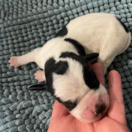 Gold - Black and white male Pointer puppy in Olympia, Washington from Birdsboro Pointers