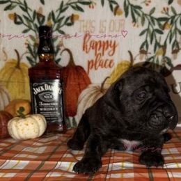 Jack Daniels - Tiger male Perro de Presa Canario puppy in Horizon, Texas from Mesquite Creek Kennels