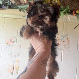Ami limited Akc - Black and gold female Yorkshire Terrier puppy in Daggett, Michigan from Hetzel’s Enchanted Yorkies (Michigan)