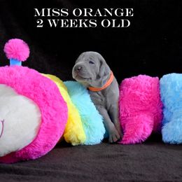 Weimaraner Puppies from Platinum Weimaraners