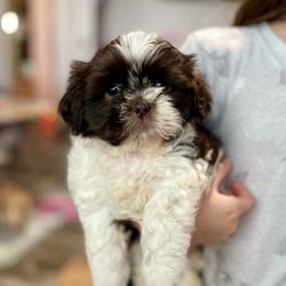 Boy 1 - Liver and white male Shih Tzu puppy in Seguin, Texas from Dolled Up Shih Tzus