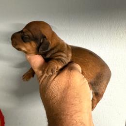 Honeymoon - Red female Dachshund puppy in South Haven, Kansas from Keen's Dachshunds