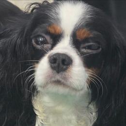 Hera - Cavalier King Charles Spaniel