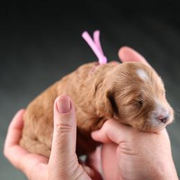 La Bamba - Red female Cavapoo puppy in Murray, Utah from Good Looking Dogs