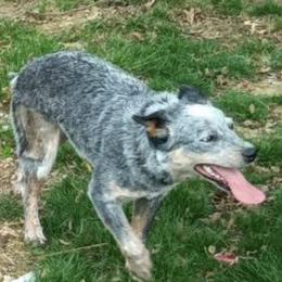American Corgis, Australian Cattle Dogs, Cardigan Welsh Corgis, and Pembroke Welsh Corgis from Moonlit Ranch