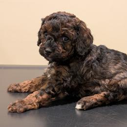 Cupid - Black and tan male Cavapoo puppy in Coshocton, Ohio from Forever Family Puppies