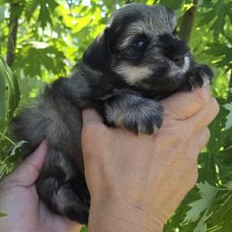 Salt and Pepper Male - Salt and pepper male Miniature Schnauzer puppy in Hertford, North Carolina from Little Bug Schnauzers