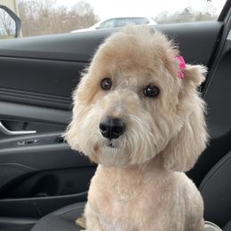 Wrigley - Goldendoodle