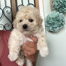 Sir Arlo - Cream male Maltipoo puppy in Southern,, California from Maltipoo Tiny Pups & More