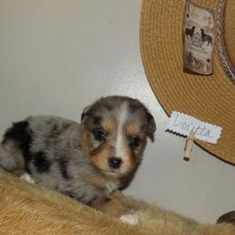 Loretta - Blue merle female Miniature Australian Shepherd puppy in Elkhart, Texas from Donaldson Dogz